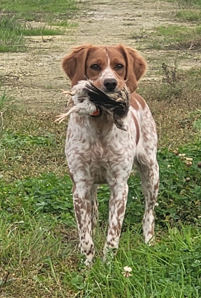 Valse Du Bois Des Croules