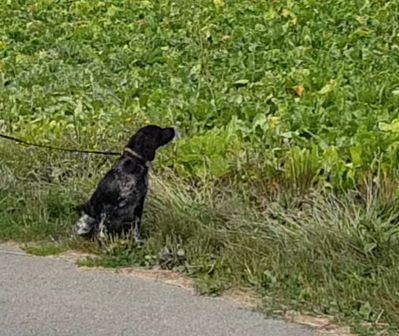 Du Bois Des Croules - première récompense en field trial gibier tiré