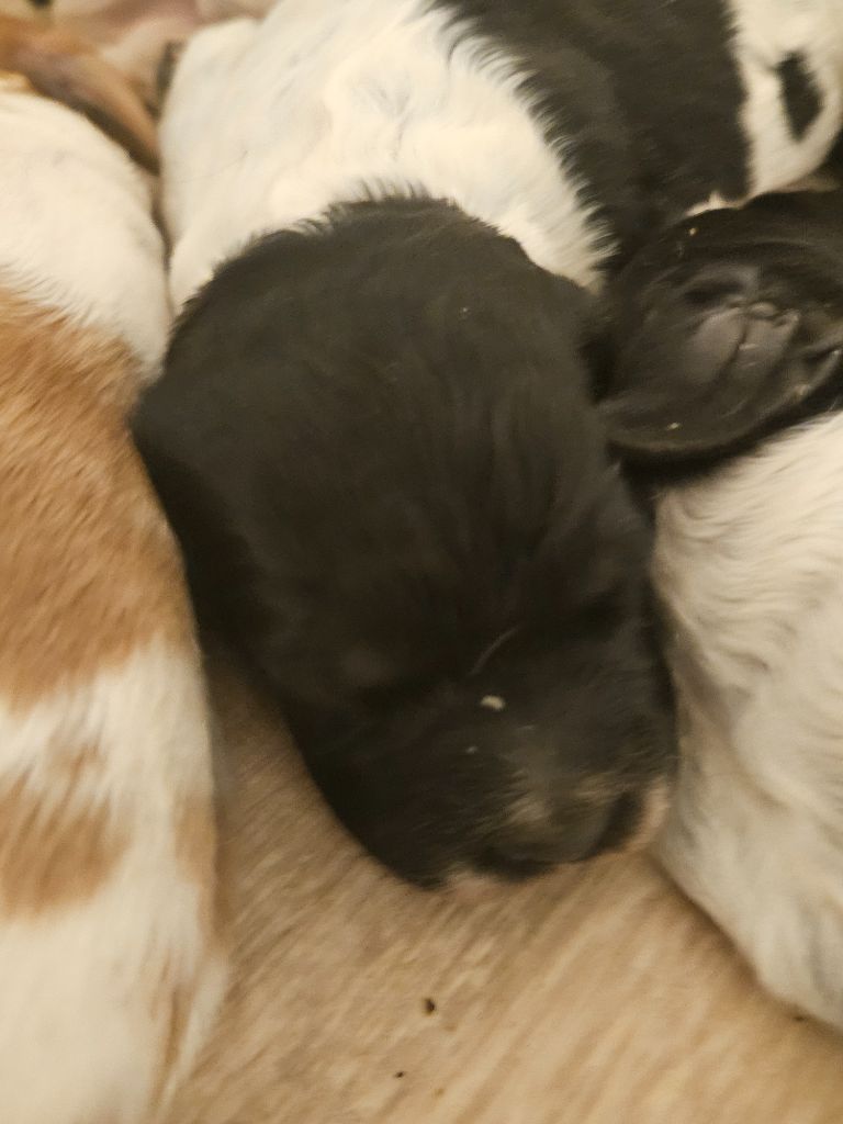 Du Bois Des Croules - Chiots disponibles - Epagneul Breton
