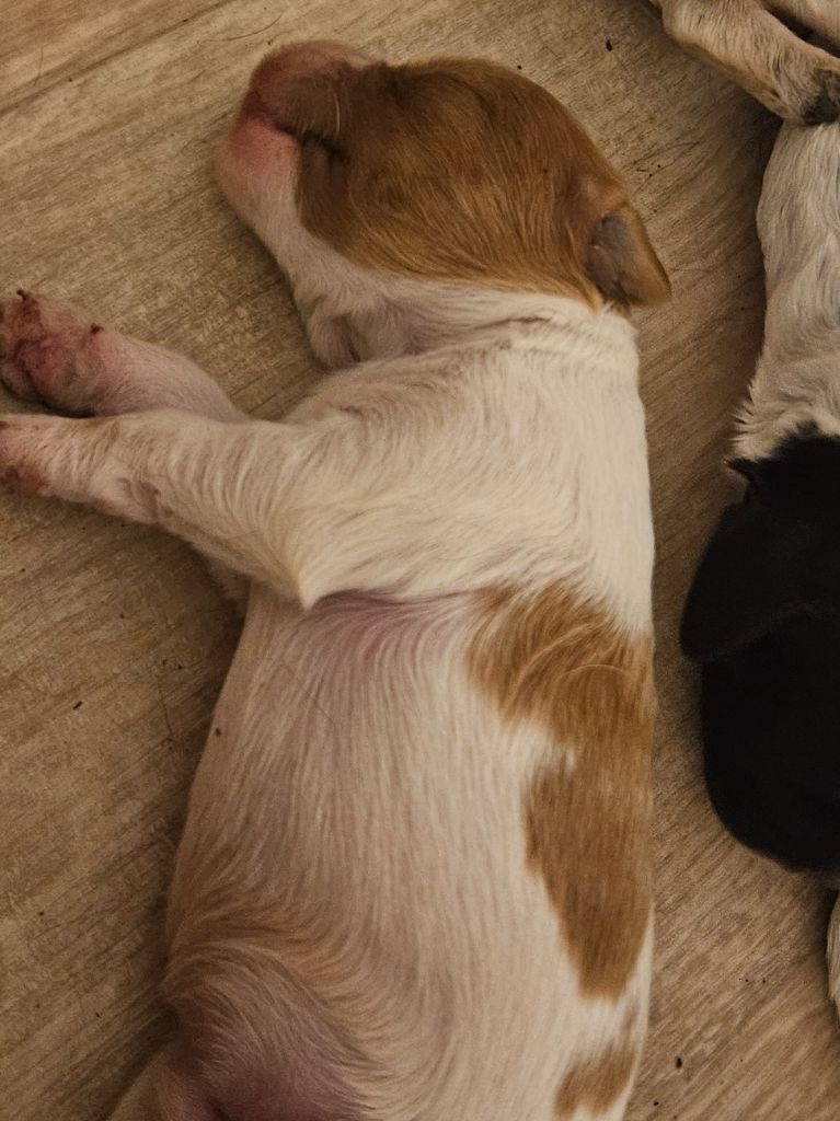 Du Bois Des Croules - Chiots disponibles - Epagneul Breton