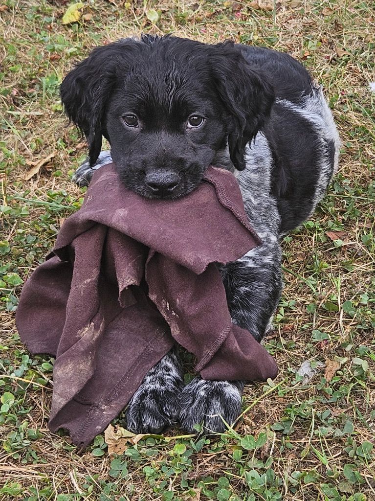 Du Bois Des Croules - Chiots disponibles - Epagneul Breton