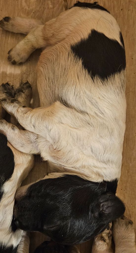 Du Bois Des Croules - Chiots disponibles - Epagneul Breton