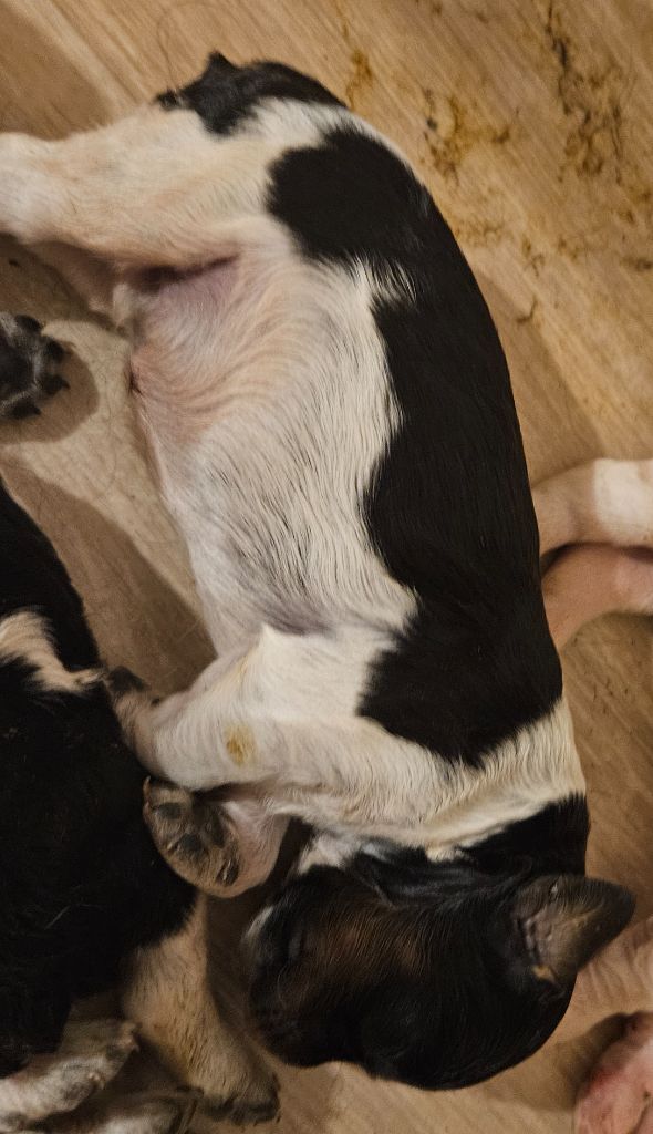 Du Bois Des Croules - Chiots disponibles - Epagneul Breton