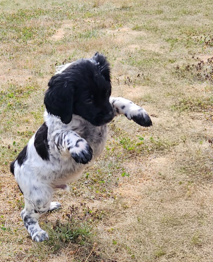 Du Bois Des Croules - Chiots disponibles - Epagneul Breton